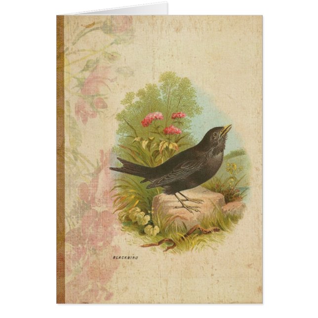  Blackbird (Voorkant)