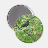 Blackbird and Berries Magnet (Voorkant / Achterkant)