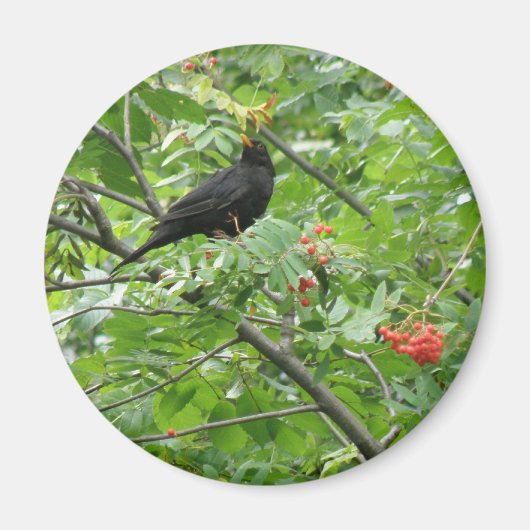 Blackbird and Berries Magnet (Voorkant)