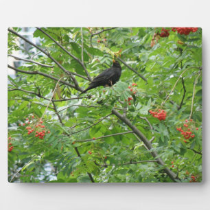 Blackbird and Berries Plaque Fotoplaat