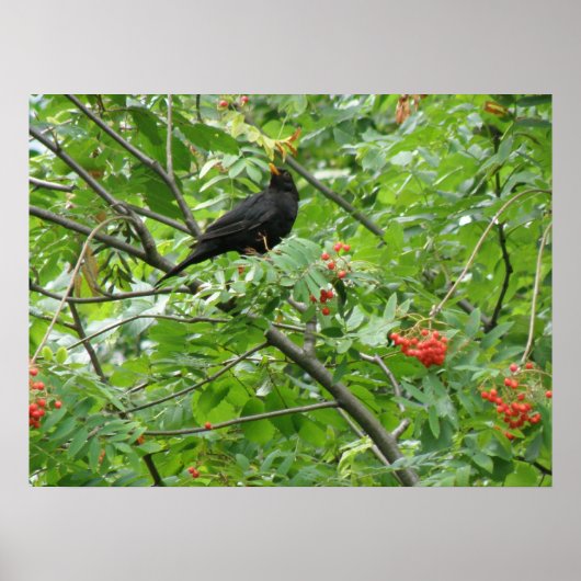 Blackbird and Berries Print (Voorkant)