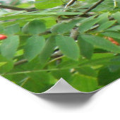 Blackbird and Berries Print (Hoek)