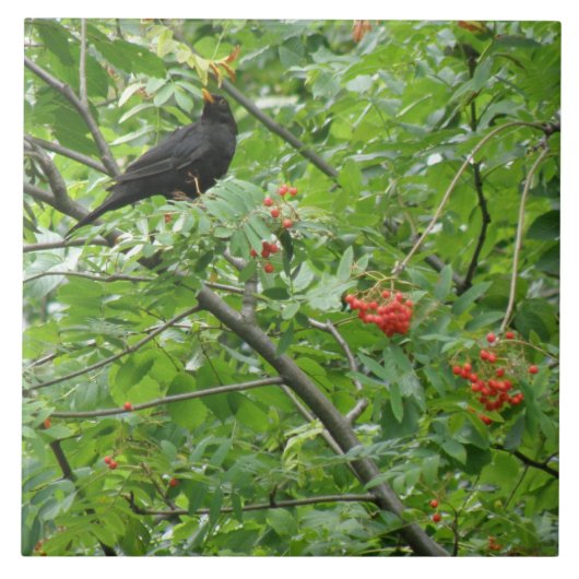 Blackbird and Berries Tile Tegeltje (Voorkant)