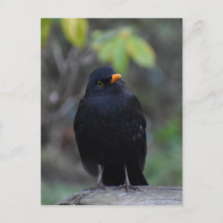 Blackbird  briefkaart