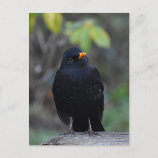 Blackbird  briefkaart (Voorkant)