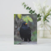 Blackbird  briefkaart (Staand voorkant)