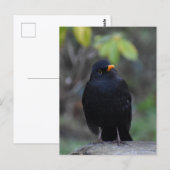 Blackbird  briefkaart (Voorkant / Achterkant)