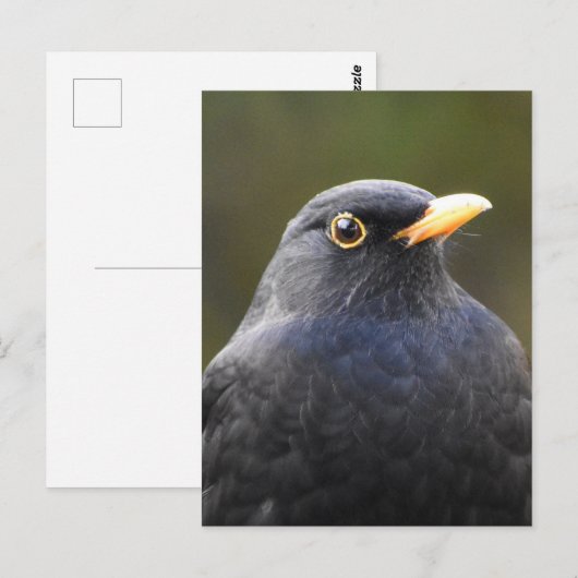  Blackbird Briefkaart (Voorkant / Achterkant)