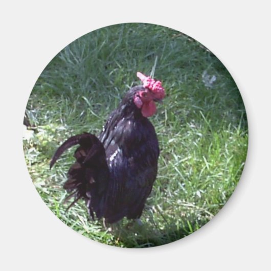 Blackbird de Haan Magneet (Voorkant)