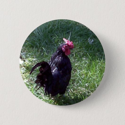 Blackbird de Zwarte Haan Ronde Button 5,7 Cm (Voorkant)