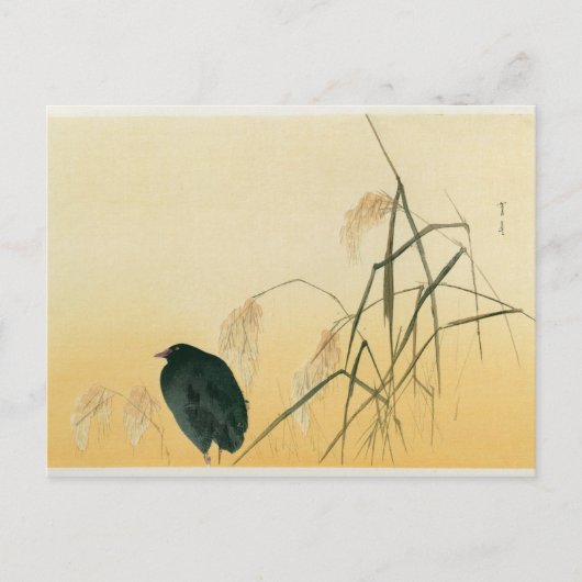 Blackbird, Edo Period Briefkaart (Voorkant)