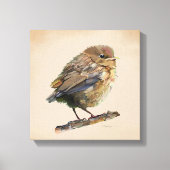 Blackbird Fledgling Canvas Afdruk (Voorkant)