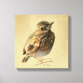 Blackbird Fledgling in Sun Canvas Afdruk (Voorkant)