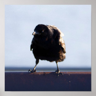 Blackbird Foto Poster