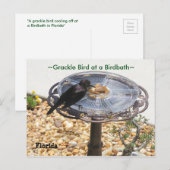Blackbird Grackle vogelbad Briefkaart (Voorkant / Achterkant)