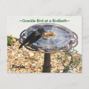 Blackbird Grackle vogelbad Briefkaart