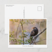 Blackbird Natuur Foto Briefkaart (Voorkant / Achterkant)