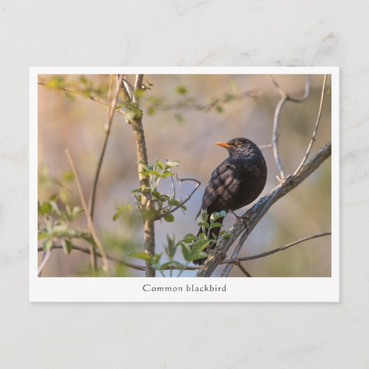 Blackbird Natuur Foto Briefkaart (Voorkant)