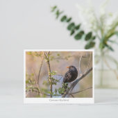 Blackbird Natuur Foto Briefkaart (Staand voorkant)