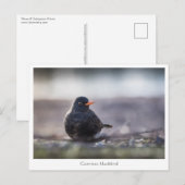Blackbird Natuur Foto Briefkaart (Voorkant / Achterkant)