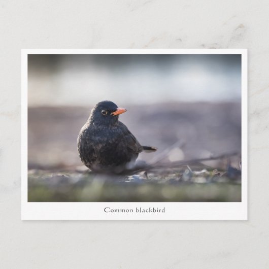 Blackbird Natuur Foto Briefkaart (Voorkant)