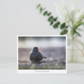 Blackbird Natuur Foto Briefkaart (Staand voorkant)