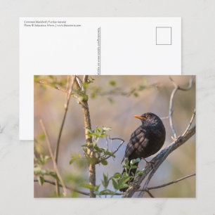 Blackbird Natuur Foto Briefkaart