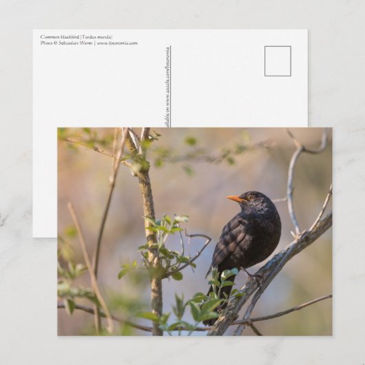 Blackbird Natuur Foto Briefkaart (Voorkant / Achterkant)