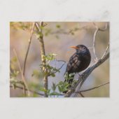 Blackbird Natuur Foto Briefkaart (Voorkant)