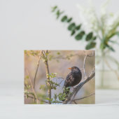 Blackbird Natuur Foto Briefkaart (Staand voorkant)