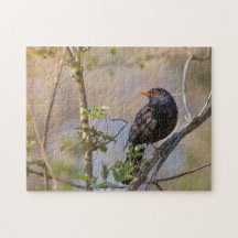 Blackbird Natuur Foto