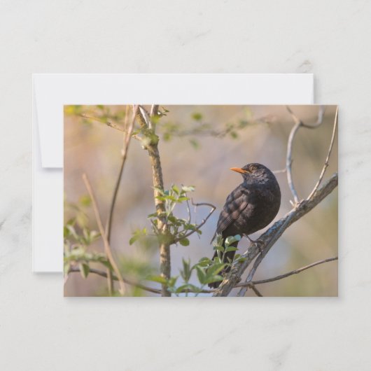 Blackbird Natuur-fotokaart (Voorkant)