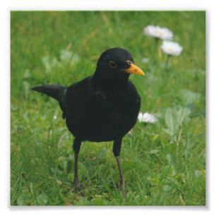 Blackbird op English Lawn Foto Afdruk