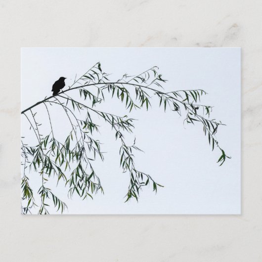 Blackbird op Willow Briefkaart (Voorkant)
