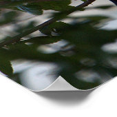 Blackbird Photo Poster (Hoek)