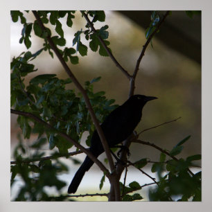 Blackbird Photo Poster