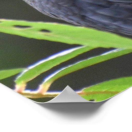  Blackbird Poster (Hoek)