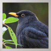  Blackbird Poster (Voorkant)