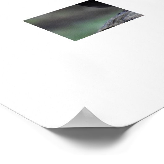 Blackbird  poster (Hoek)