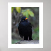 Blackbird  poster (Voorkant)