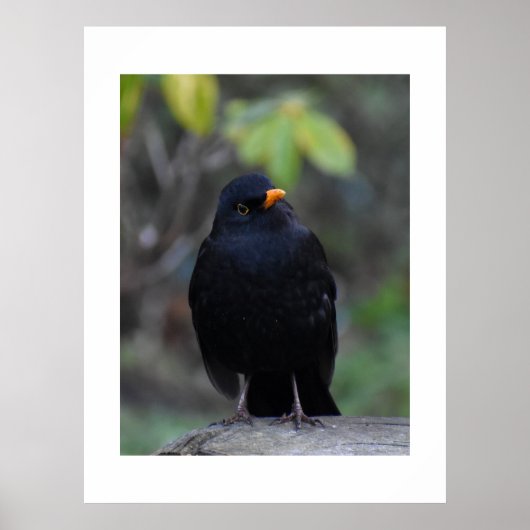 Blackbird  poster (Voorkant)