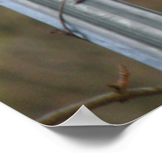 Blackbird Print (Hoek)