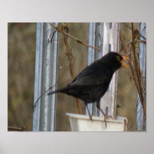 Blackbird Print (Voorkant)