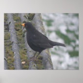 Blackbird Print (Voorkant)