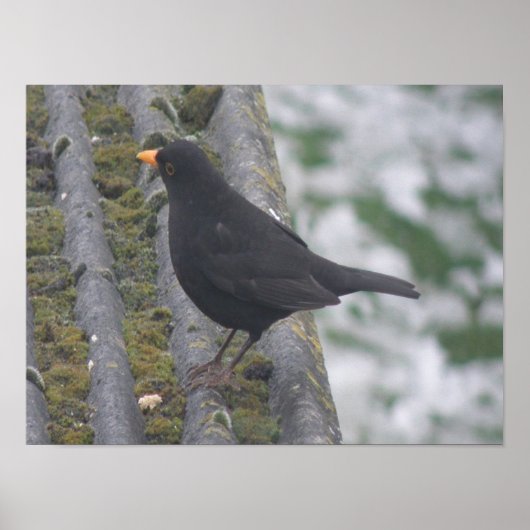 Blackbird Print (Voorkant)