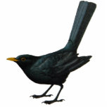 Blackbird Sculpture Staand Fotobeeldje<br><div class="desc">Een sculptuur voor zwarte vogelfans en vogelaars.</div>