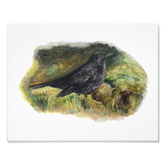 Blackbird Watercolor print van Marie Anne Art Foto Afdruk