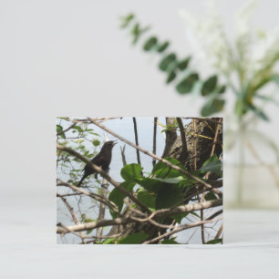 Blackbird zingen in een Tree Briefkaart