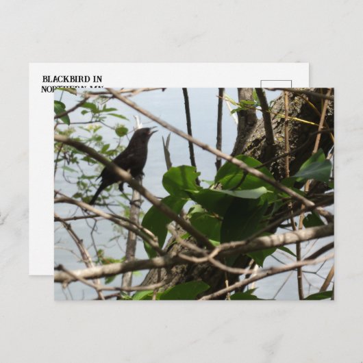 Blackbird zingen in een Tree Briefkaart (Voorkant / Achterkant)
