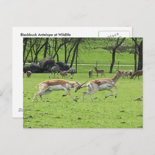 Blackbuck Antelope Briefkaart (Voorkant / Achterkant)